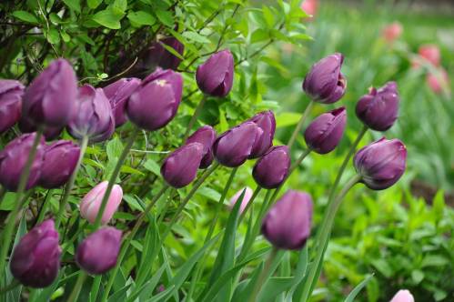 purpletulips